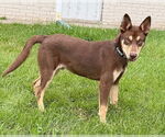 Small #1 Australian Kelpie Mix