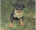 Small Photo #9 Rottweiler Puppy For Sale in APPLE CREEK, OH, USA