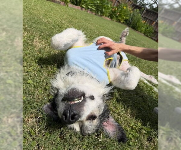 Medium Photo #5 Great Pyrenees-Unknown Mix Puppy For Sale in Dallas, TX, USA