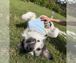 Small #4 Great Pyrenees Mix