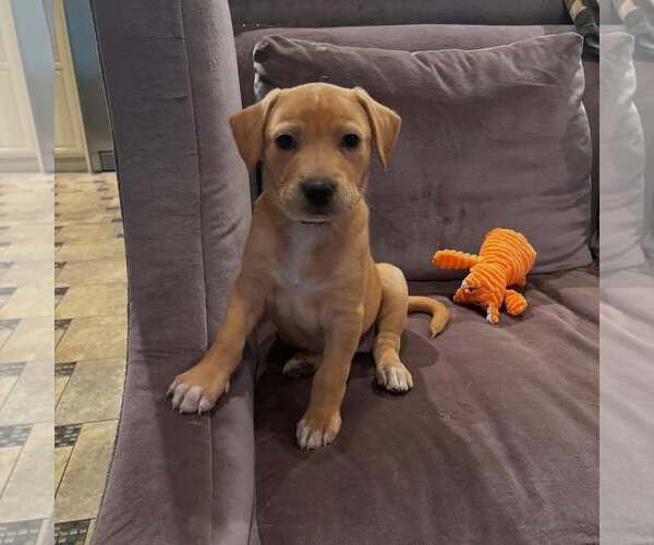 Medium Photo #6 Mutt Puppy For Sale in Houston, TX, USA