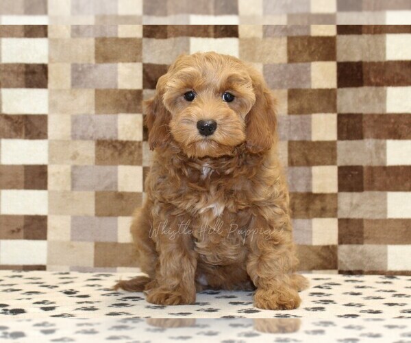 Medium Photo #3 Cavapoo (Miniature) Puppy For Sale in DENVER, PA, USA
