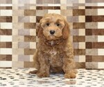 Small #2 Cavapoo (Miniature)