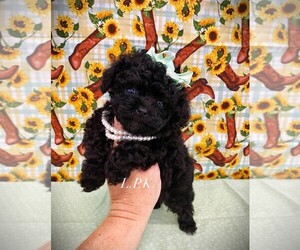 Poodle (Toy) Puppy for sale in WINNSBORO, LA, USA