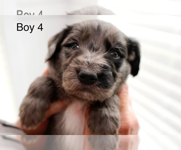 Medium Photo #12 Goldendoodle Puppy For Sale in CARTHAGE, TN, USA