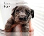Small #11 Goldendoodle