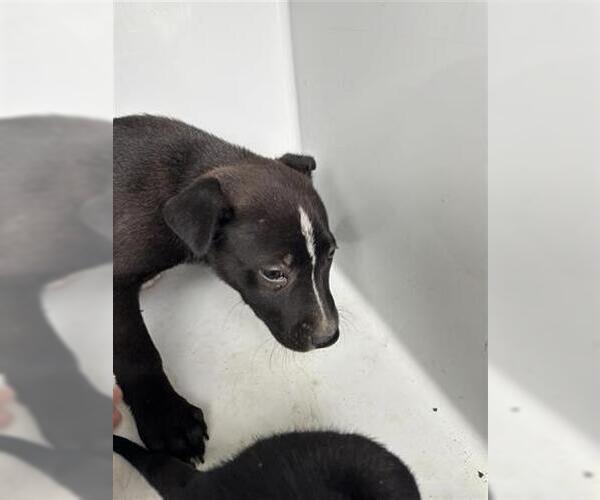 Medium Photo #1 German Shepherd Dog-Unknown Mix Puppy For Sale in Houston, TX, USA