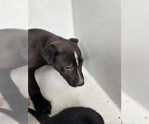 German Shepherd Dog-Unknown Mix Dogs for adoption in Houston, TX, USA