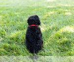 Small #11 Poodle (Standard)