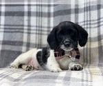 Small Photo #15 Poogle Puppy For Sale in LAKELAND, FL, USA