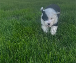 Small #2 Old English Sheepdog
