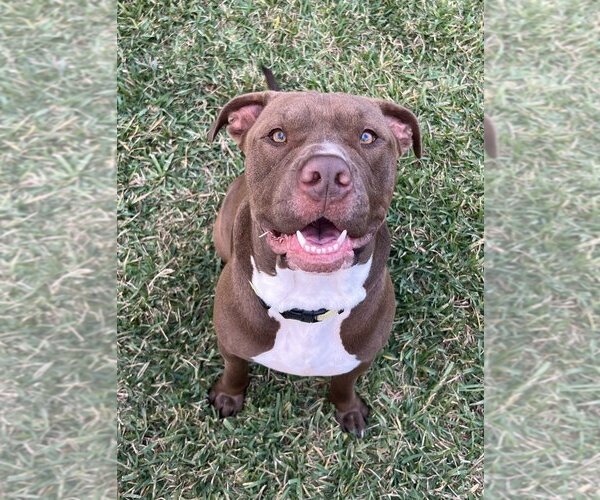 Medium Photo #3 American Pit Bull Terrier Puppy For Sale in Shreveport, LA, USA