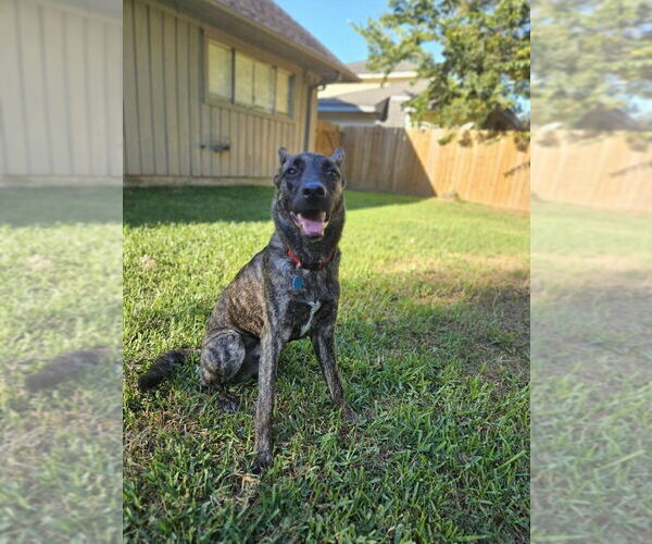 Medium Photo #2 German Shepherd Dog-Unknown Mix Puppy For Sale in San Leon, TX, USA