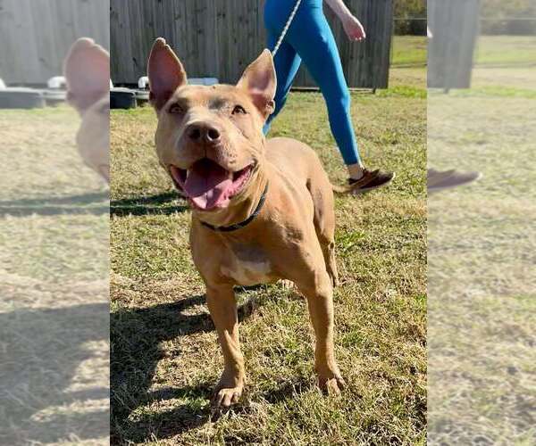 Medium Photo #7 Mutt Puppy For Sale in Abbeville, LA, USA