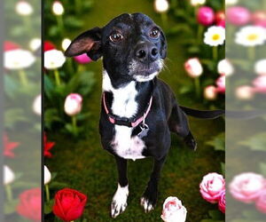 Fiona - Female Italian Greyhound-Unknown Mix Dog for Adoption - Photo #2
