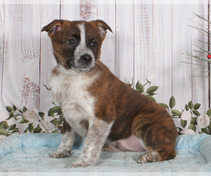 Boston Cattle Dog Puppy for sale in PENNS CREEK, PA, USA