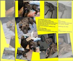 Mastiff-Unknown Mix Dogs for adoption in Oklahoma City, OK, USA