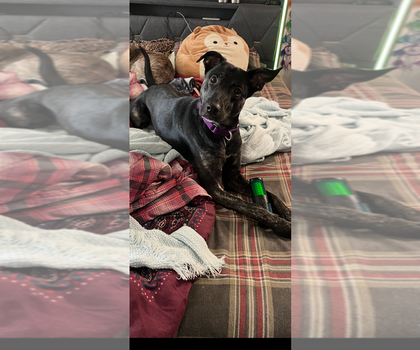 Medium Photo #4 Holland Shepherd-Unknown Mix Puppy For Sale in Brewster, NY, USA