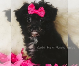 Poodle (Toy) Puppy for sale in LAWRENCE, KS, USA