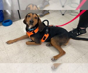 Anne - Female Black and Tan Coonhound Dog for Adoption - Photo #17