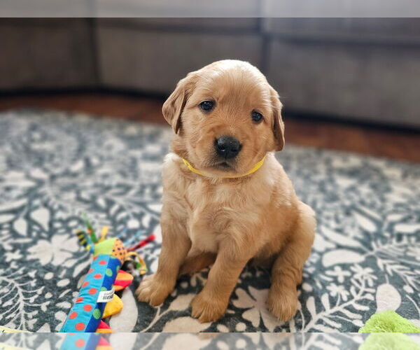 Medium Photo #26 Golden Retriever Puppy For Sale in WASECA, MN, USA