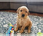 Small Photo #26 Golden Retriever Puppy For Sale in WASECA, MN, USA