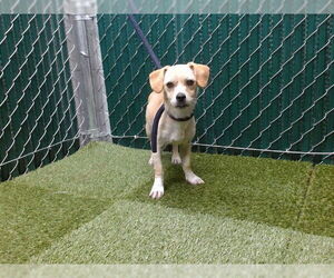 Mutt Dogs for adoption in Downey, CA, USA