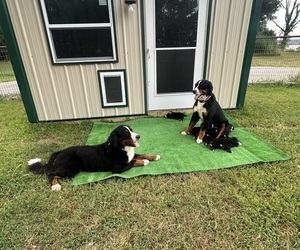 Bernese Mountain Dog Puppy for sale in FAIRLAND, OK, USA