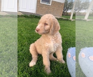 Labradoodle Puppy for sale in MC GREGOR, IA, USA