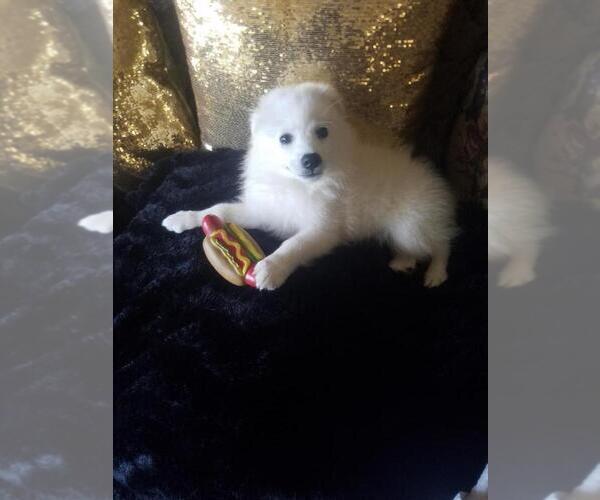 Medium Photo #1 Miniature American Eskimo Puppy For Sale in LA HABRA, CA, USA