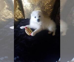 Miniature American Eskimo Puppy for sale in LA HABRA, CA, USA