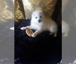 Small Photo #1 Miniature American Eskimo Puppy For Sale in LA HABRA, CA, USA