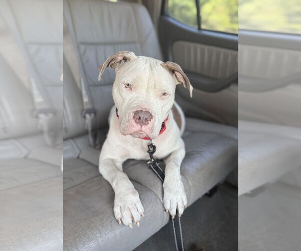 Medium Photo #2 American Staffordshire Terrier-Boxer Mix Puppy For Sale in Arlington, VA, USA