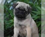 Small Photo #1 Pug Puppy For Sale in HONEY BROOK, PA, USA