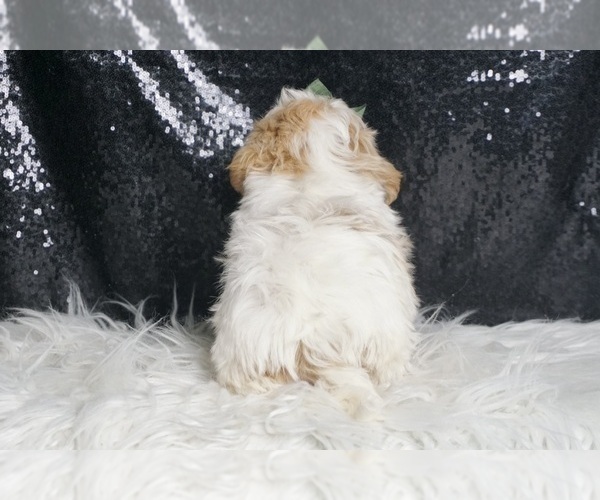Medium Photo #15 Maltipoo Puppy For Sale in WARSAW, IN, USA