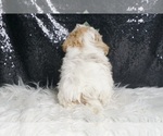 Small Photo #15 Maltipoo Puppy For Sale in WARSAW, IN, USA