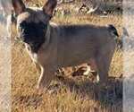 Small Photo #4 French Bulldog Puppy For Sale in CONYERS, GA, USA
