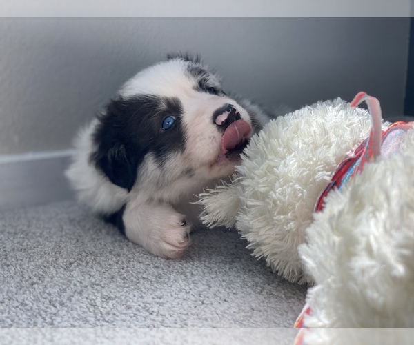 Medium Photo #15 Border Collie Puppy For Sale in EVERETT, WA, USA