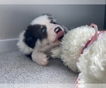 Small Photo #15 Border Collie Puppy For Sale in EVERETT, WA, USA