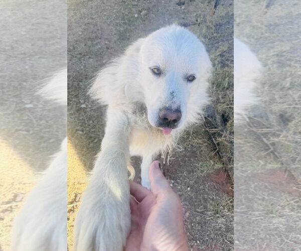 Medium Photo #3 Great Pyrenees-Unknown Mix Puppy For Sale in Grafton, WI, USA