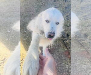 Great Pyrenees-Unknown Mix Dogs for adoption in Grafton, WI, USA