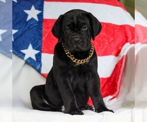 Cane Corso Puppy for sale in HONEY BROOK, PA, USA