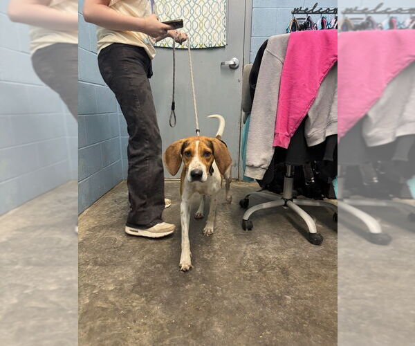 Medium Photo #2 Mutt Puppy For Sale in Evansville, IN, USA