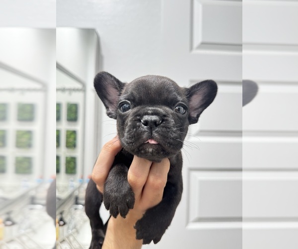 Medium Photo #3 French Bulldog Puppy For Sale in LAVEEN, AZ, USA