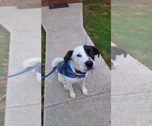 Bullypit-Great Pyrenees Mix Puppy for sale in WINCHESTER, VA, USA