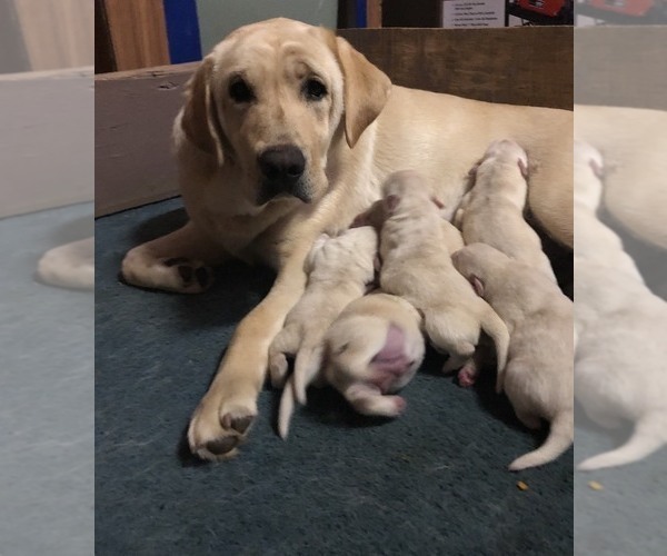 Medium Photo #5 Labrador Retriever Puppy For Sale in MORENO VALLEY, CA, USA
