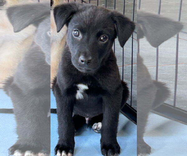 Medium Photo #3 Labrador Retriever-Unknown Mix Puppy For Sale in Rockaway, NJ, USA