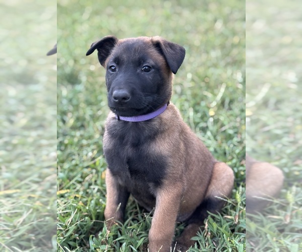 Medium Photo #2 Belgian Malinois Puppy For Sale in COLONIAL BEACH, VA, USA
