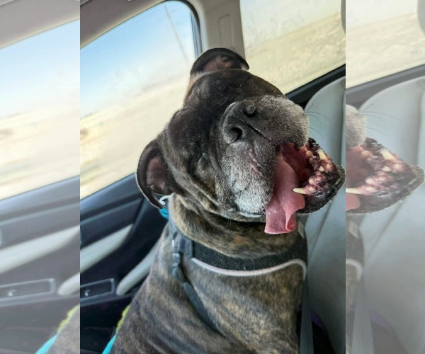 Medium Photo #3 American Bulldog-Unknown Mix Puppy For Sale in Duluth, MN, USA