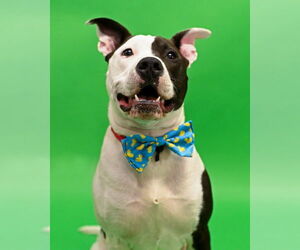American Pit Bull Terrier Dogs for adoption in Gloversville, NY, USA